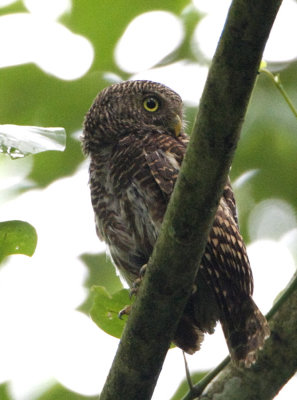 Asian Barred Owlet