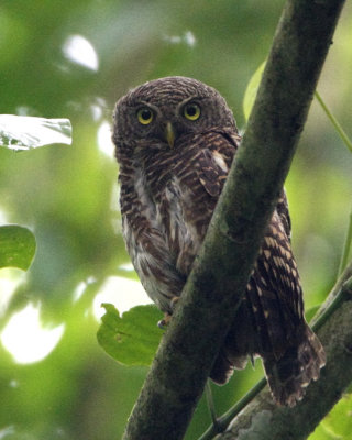 356 ::Asian Barred Owlet::