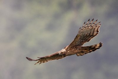 Mountain Hawk Eagle