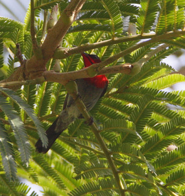 Crimson Sunbird