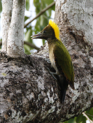 Greater Yellownape (female)
