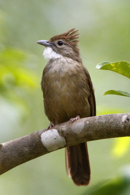 107 ::Ochraceous Bulbul::