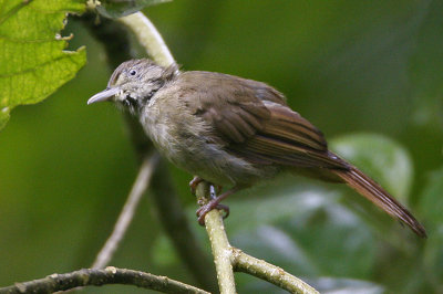 359 ::Buff-vented Bulbul::