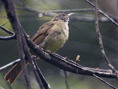 Buff-vented Bulbul