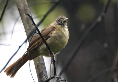 Buff-vented Bulbul