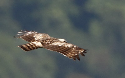 Changable Hawk Eagle