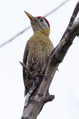 Streak-throated Woodpecker (male)