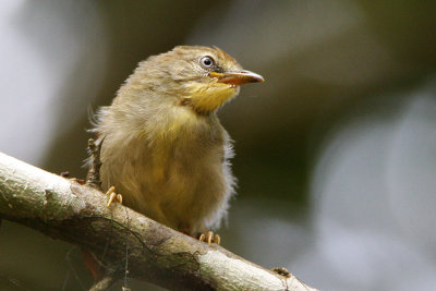Striped Tit Babbler (juvenile)