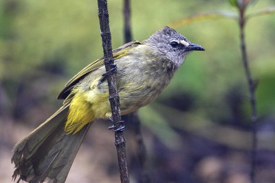 Flavescent Bulbul