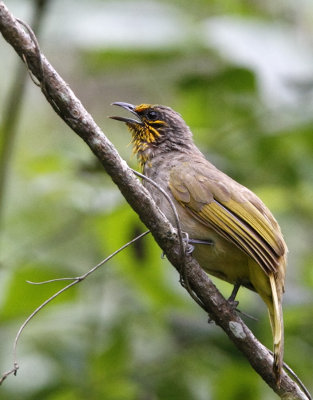 Stripe-throated Bulbul