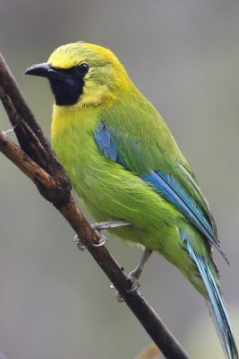 Blue-winged Leafbird (male)