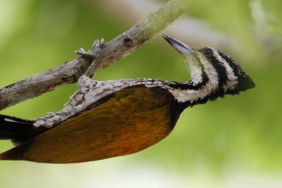 Common Flameback (female)