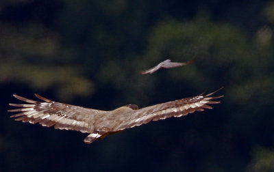 Crested Serpent Eagle