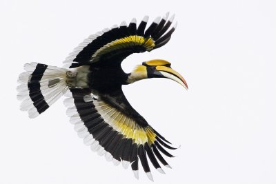 Great Hornbill (male)