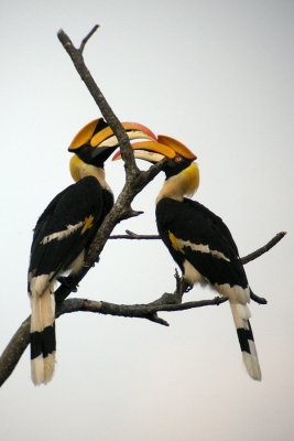 Great Hornbills