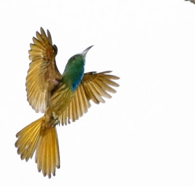 Blue-beared Bee-eater