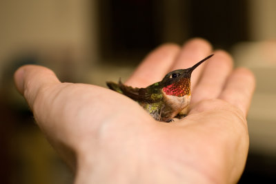 hummers