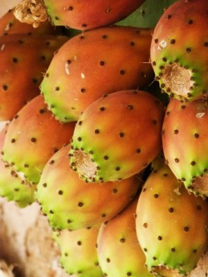 Cactus fruit