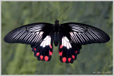 005 Papilio Rumanzovia (Vrouw)