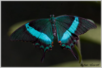 007 Papilio palinurus