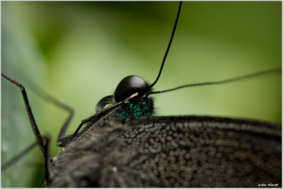 009 Papilio palinurus