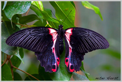 010 Papilio Rumanzovia (Vrouw)