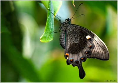 008 Papilio palinurus