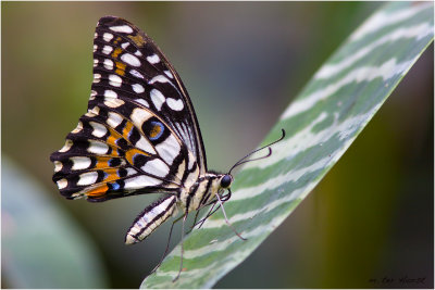 017 Papilio Demoleus