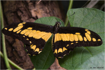 022 Papilio Thoas
