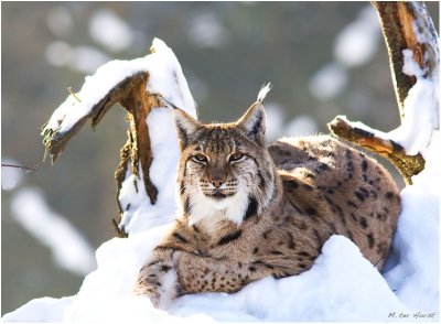 rustdag  Lynx