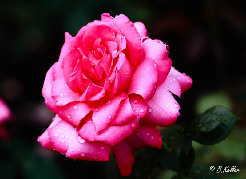 Rose after rain..
