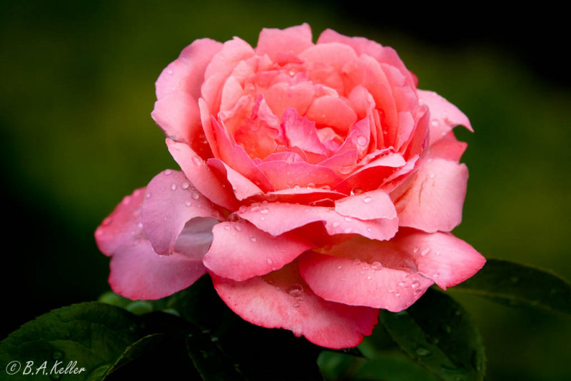 Sumptuous  Rose