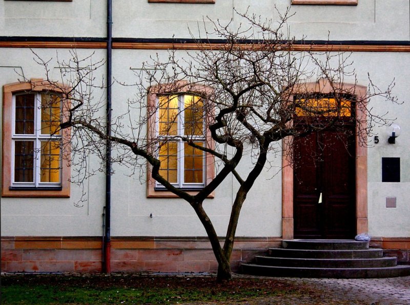 Door, windows & a tree