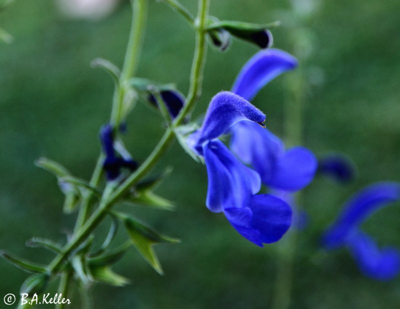 Blue flower..