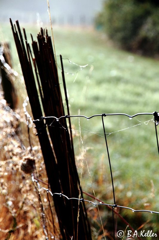 The fence...