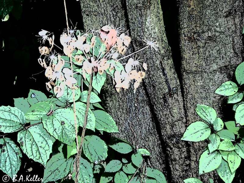 Autumn Flower...