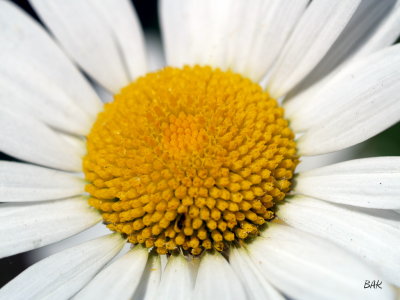 Marguerite