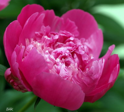 Peony or Pfingstrose