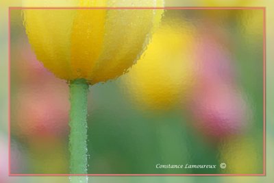 fleurs003.jpg