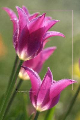 _DSF0472 copie. 4 X 6.jpg