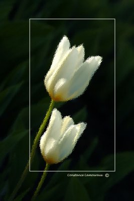 tulipe blanche 72 dpi.jpg