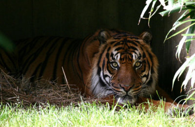 tiger.jpg
