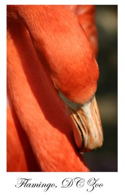 flamingo.jpg