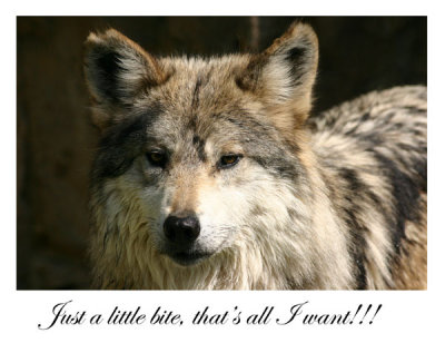 wolf.jpg