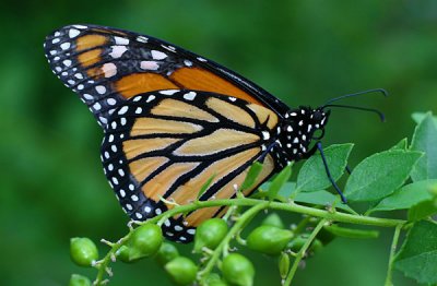 wheaton_gardens