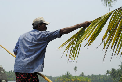 Palm tree, Backwaters - Fort-Cochin.