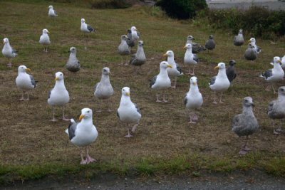 Sea Gulls At Brookings Oregon.JPG