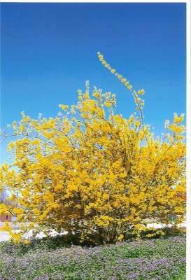 forsythia.jpg