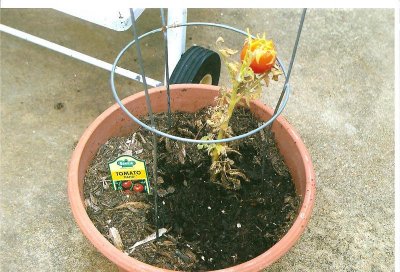 pitiful tomato plant.jpg