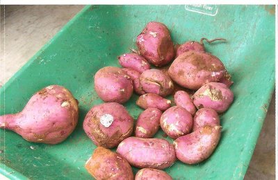 Sweet potatoes from vine.jpg
